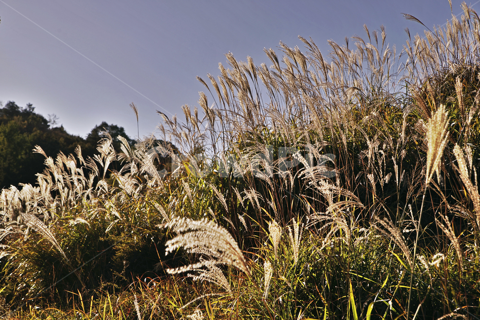 억새풀,억새,식물,가을,계절,갈대,자연,가을,계절,fall,autumn,season,식물,자연,plants,nature,grass,잔디,plant,lawn,reed