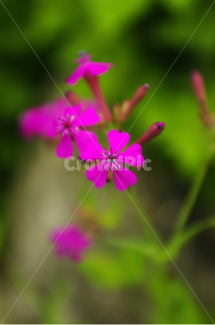 꽃,식물,flower,color,끈끈이대나물,식물,자연,plants,nature,꽃,flower