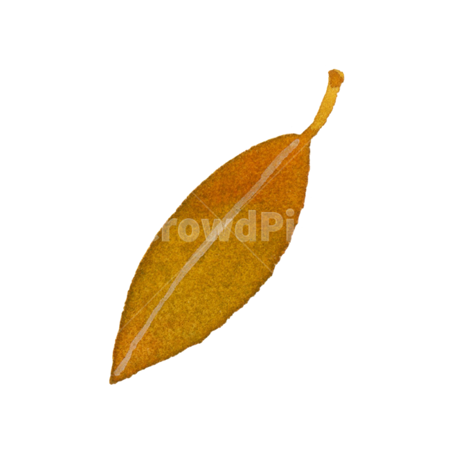 잎,가을,leaf,낙엽,나뭇잎,식물,plant,자연,계절,수채화,손그림,일러스트,fall,autumn,season,illustration,watercolor,가을,계절,fall,autumn,season,그래픽,일러스트레이션,graphic,illustration