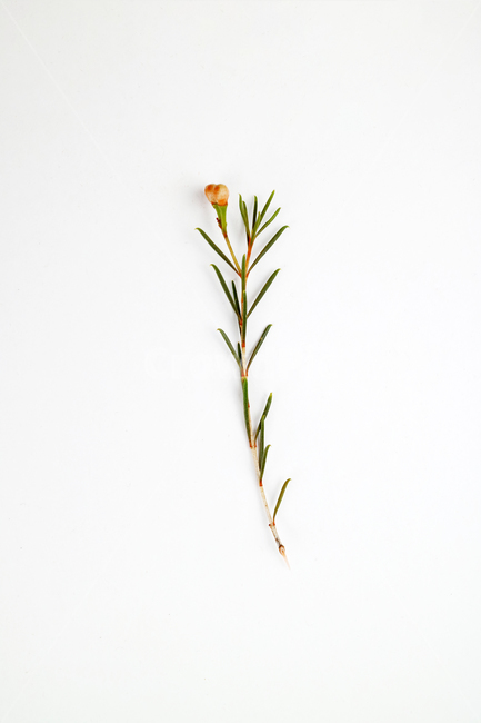 꽃,식물,꽃송이,왁스플라워,배경,백그라운드,꽃봉오리,flower,nature,flora,background,꽃,flower