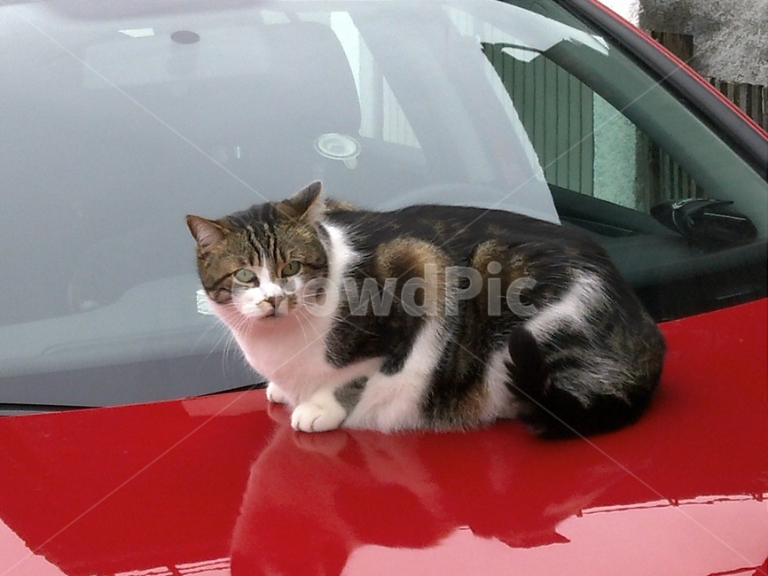 길고양이,고양이,동물,자동차위고양이,식빵고양이,동물,animal,포유류,mammal,고양이,cat,kitten,kitty