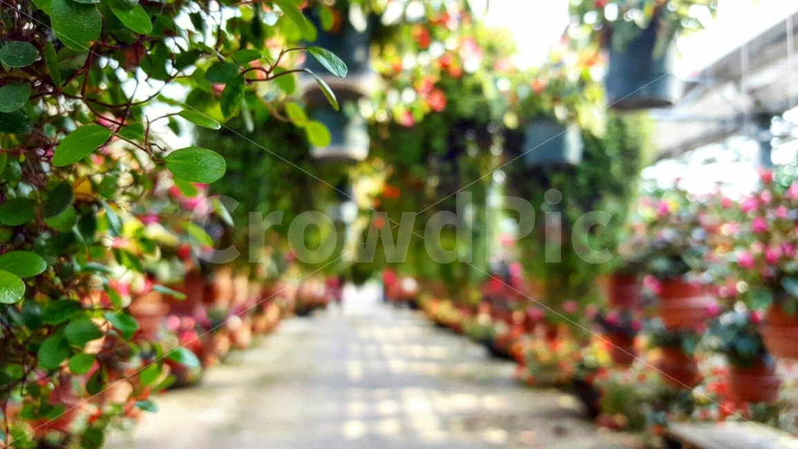 충청남도,아산,세계식물원,나무,꽃,화분,감성,배경,국내,여행,식물,자연,plants,nature