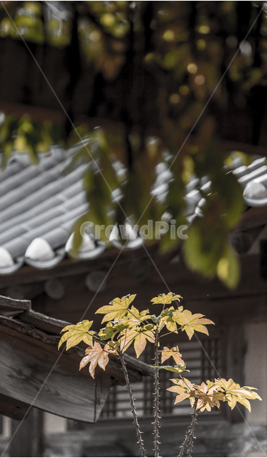 고택,전통가옥,단풍,기와,가을,가을,계절,fall,autumn,season,한국전통,한국문화,korean traditional,korean culture,식물,자연,plants,nature,leaf,잎,plant