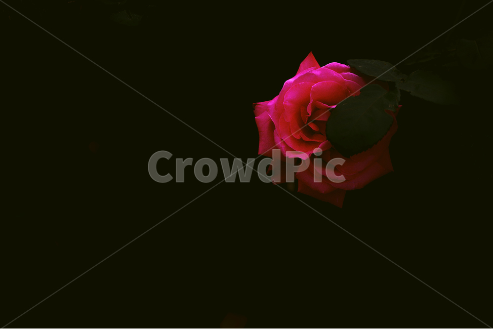 자연,봄,꽃,감성,장미,식물,자연,plants,nature,꽃,flower