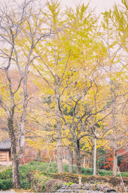 가을,계절,나무,단풍,낙옆,은행,은행나무,자연,풍경,fall,autumn,tree,seasons,maple,nature,landscape,숲,forest,가을,계절,fall,autumn,season,자연,풍경,nature,landscape,plant,식물