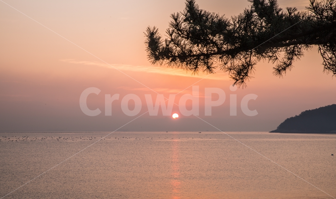 일출,sunrise,sunup,소나무,여수,해돋이,자연,풍경,nature,landscape,outdoors,옥외,sunlight,햇빛