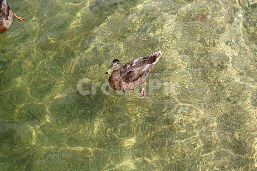 오리,duck,동물,animal,조류,수중생물