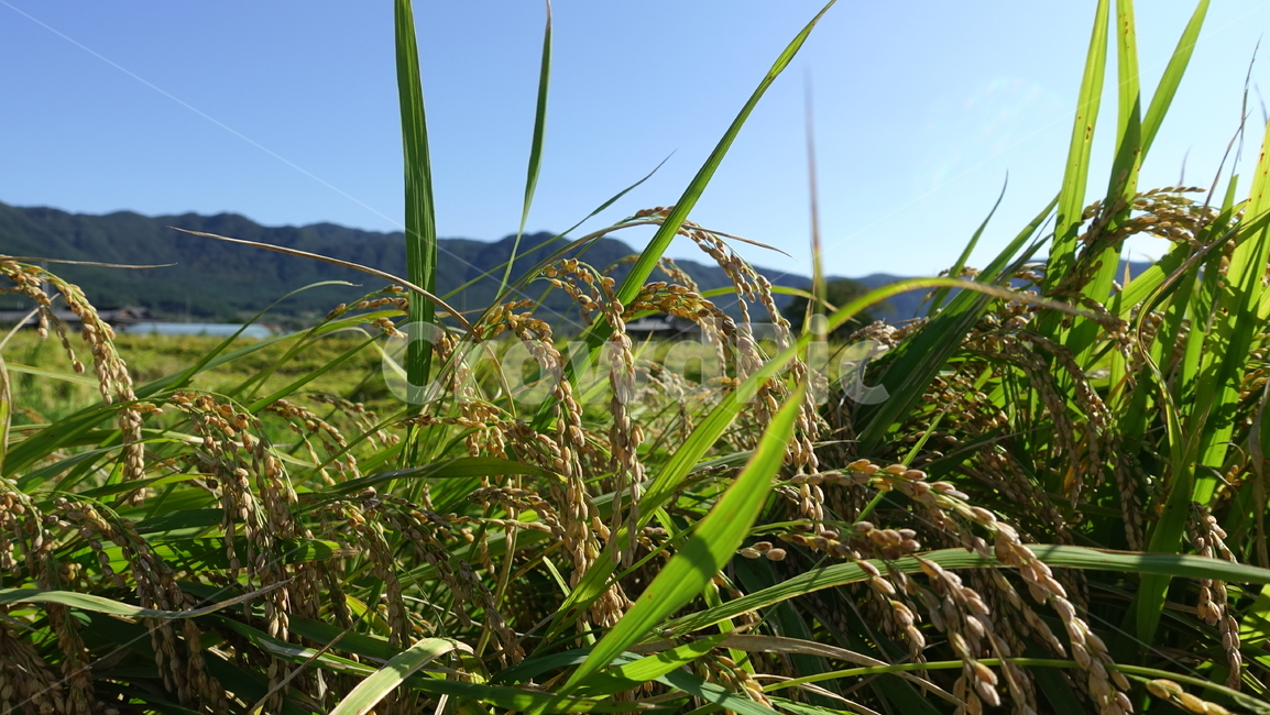 가을,하늘,벼,rice,추수,자연,논,paddyfield,농사,농업,농사,agriculture,farming,farming industry