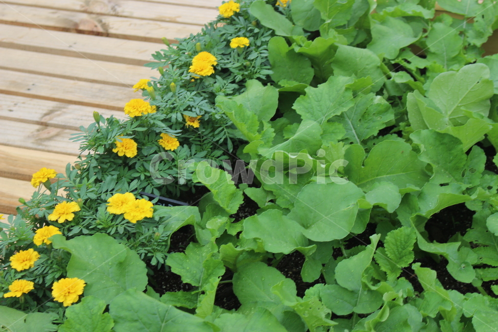 풀꽃,나무,길가,들꽃,꽃,노란꽃,노란,식물,자연,plants,nature,꽃,flower
