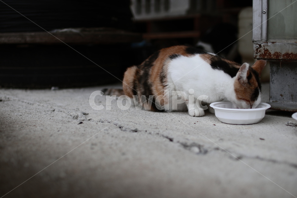 길거리,고양이,캣맘,cat,animal,동물,pet,동물,animal,포유류,mammal,고양이,cat,kitten,kitty