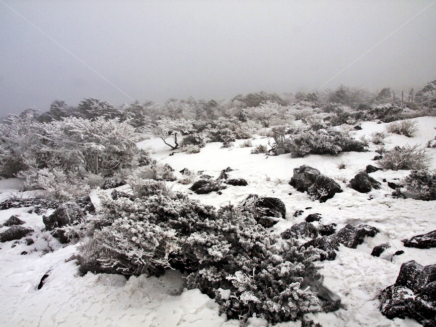 한라산,설화,눈꽃,눈,겨울,풍경,설원,설경,산,자연,제주도,겨울,계절,winter,season,제주도,jeju,jeju island,nature,outdoors,옥외,snow,ice,얼음