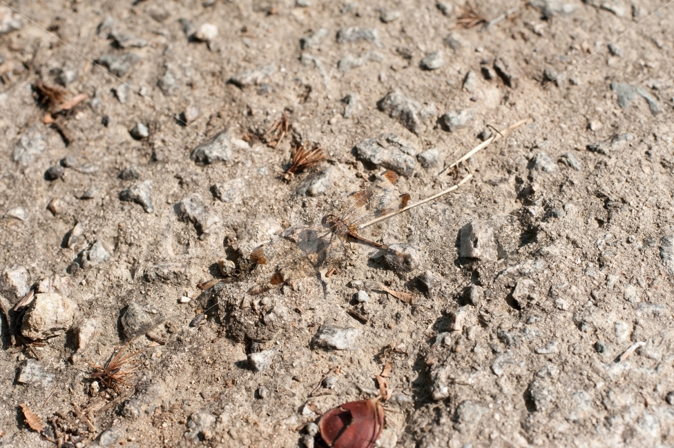 잠자리,가을,땅바닥,곤충,바닥,동물,animal,곤충,벌레,insect,bug