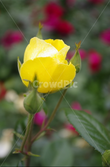 장미,꽃,flower,식물,plant,자연,nature
