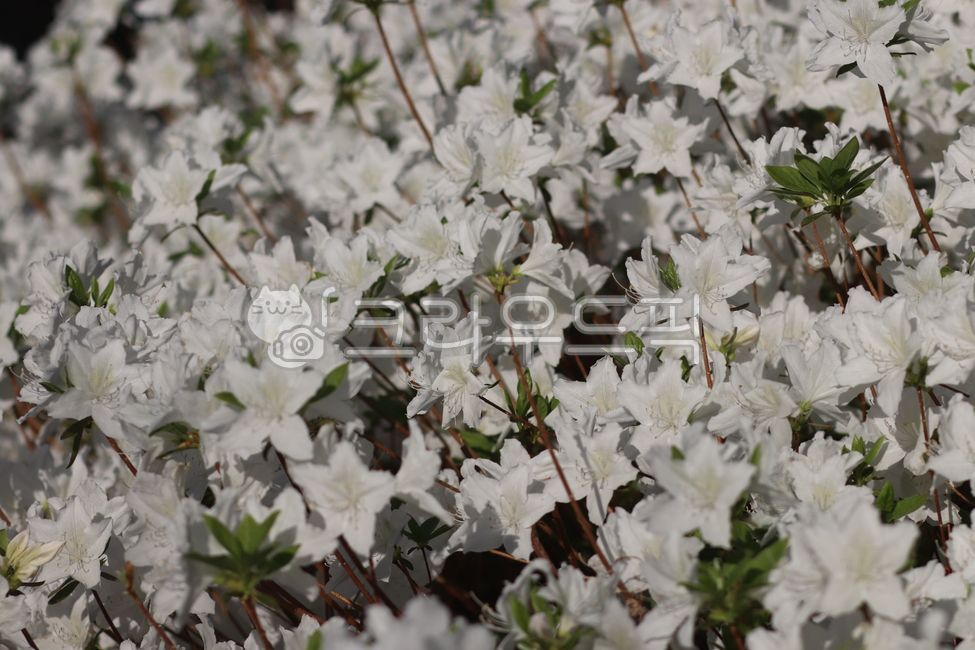 진달래,하얀꽃,봄,꽃,flower,plant