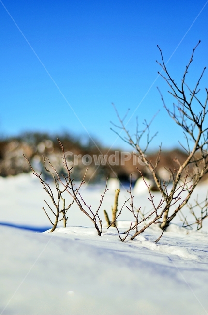 제주,눈,설경,하늘,자연,천백고지,겨울,계절,winter,season,식물,자연,plants,nature