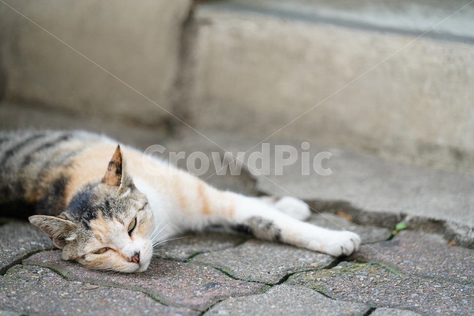 cat,고양이,동물,생물,생명,포유류,거리,animal,동물,animal,포유류,mammal,고양이,cat,kitten,kitty