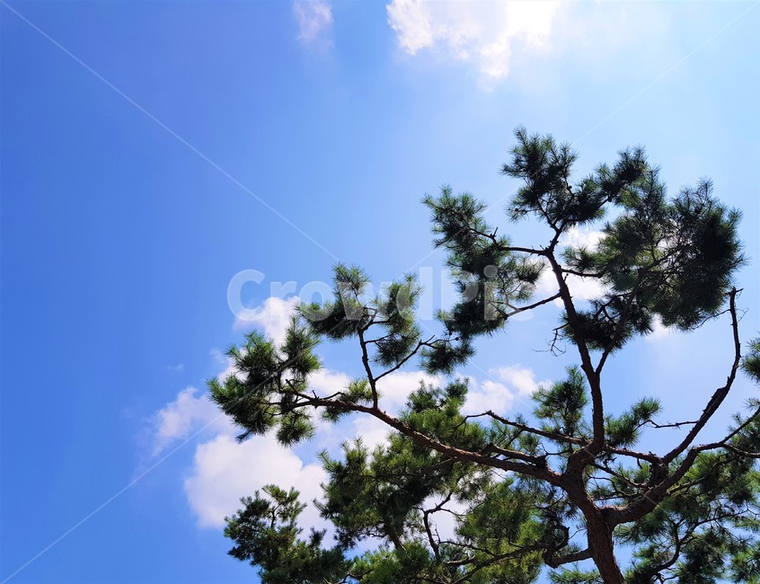 tree,나무,plant,식물,하늘,sky,소나무,pinetree