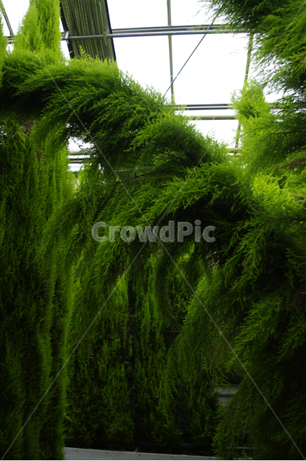 율마,초록,식물,plant,color,식물,자연,plants,nature