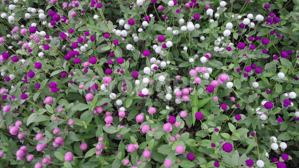 꽃,야생화,flower,플라워,잎,잎사귀,이파리,leaf,leaves,botanical,보타니컬,보태니컬,꽃잎,petal,floral,꽃부리,식물,자연,plants,nature,꽃,flower
