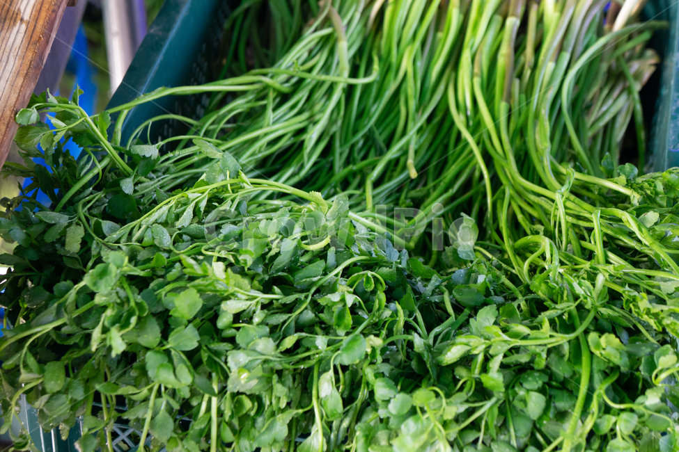 미나리,초록,그린,풀,채소,채소,야채,vegetables