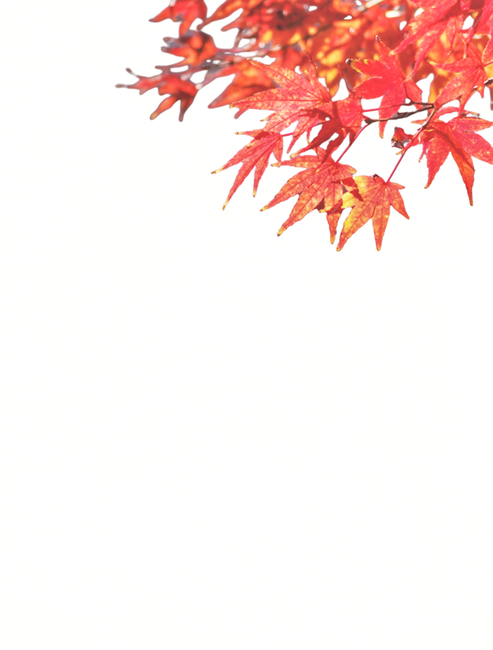 plant,식물,leaf,잎,tree,나무,가을,단풍,fall,autumn,계절,season,붉은색,red,배경,Background,백색,흰색,white,가을,계절,fall,autumn,season,누끼,remove background