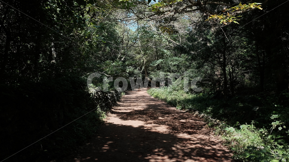 제주도,나무,햇빛,흙길,햇살,tree,sunshine,산책로,길,자연,풍경,nature,landscape