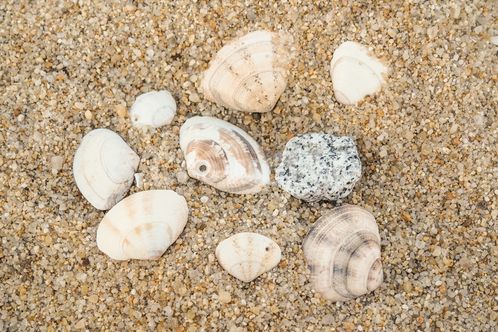 바닷가,조개,조개껍질,모래사장,beach