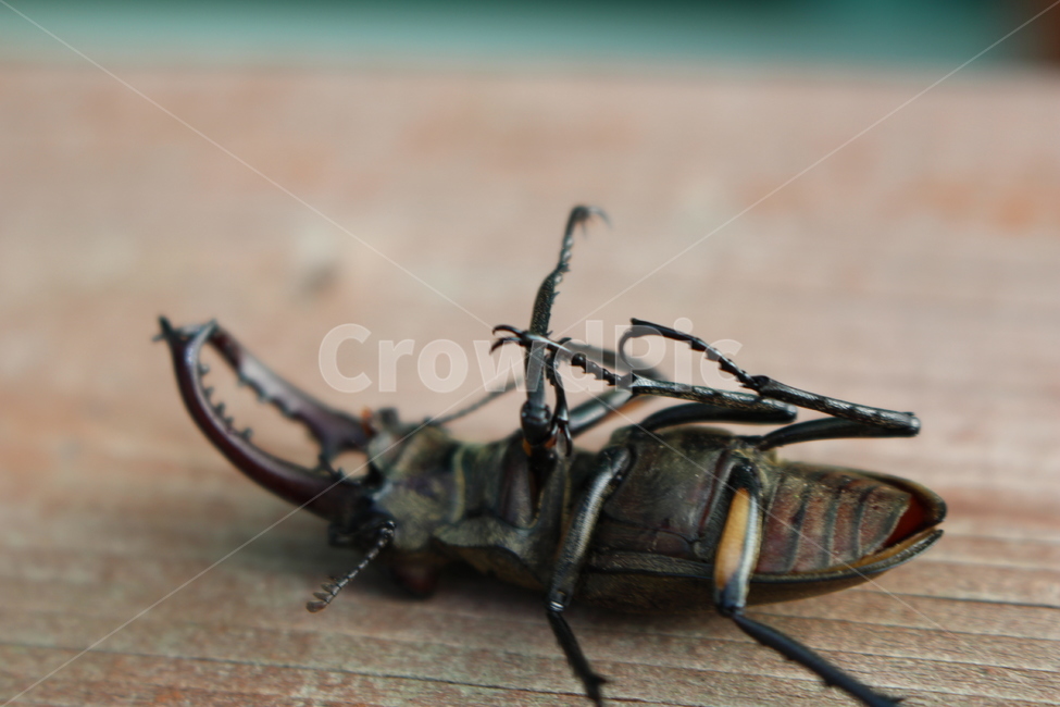 사슴벌레,톱사슴벌레,곤충,딱정벌레목,한국곤충,곤충,벌레,insect,bug