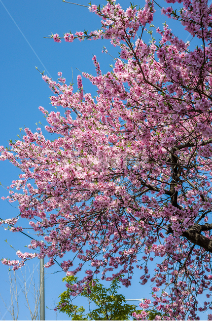 벚꽃,봄,벚꽃축제,벚꽃놀이,벚나무,꽃,계절,4월,자연,식물,나무,아름다운,cherryblossoms,spring,flower,season,april,nature,plant,tree,sensibility,beautiful