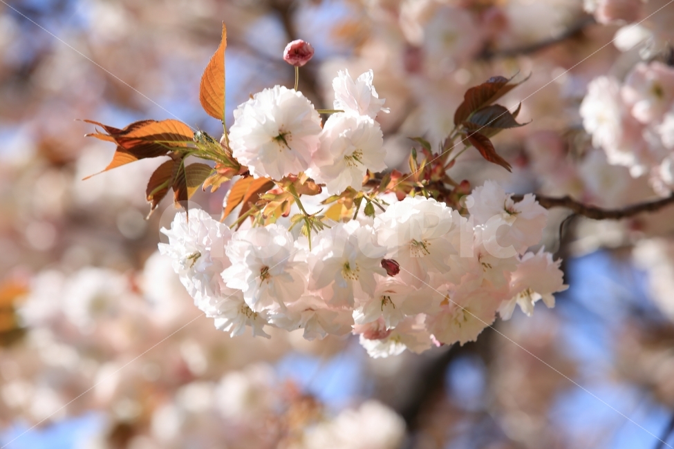풍경,사진,꽃,벚꽃,배경,색,식물,자연,plants,nature,봄,계절,spring,season,꽃,flower,plant,blossom,cherry blossom