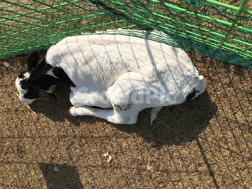 animal,동물,mammal,포유류,젖소,동물,animal