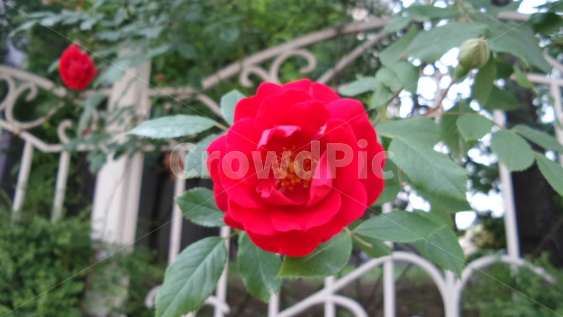 꽃,식물,자연,자연물,감성,flower,nature