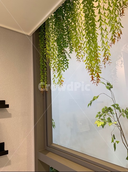 창문,인테리어,풀,초록,깔끔