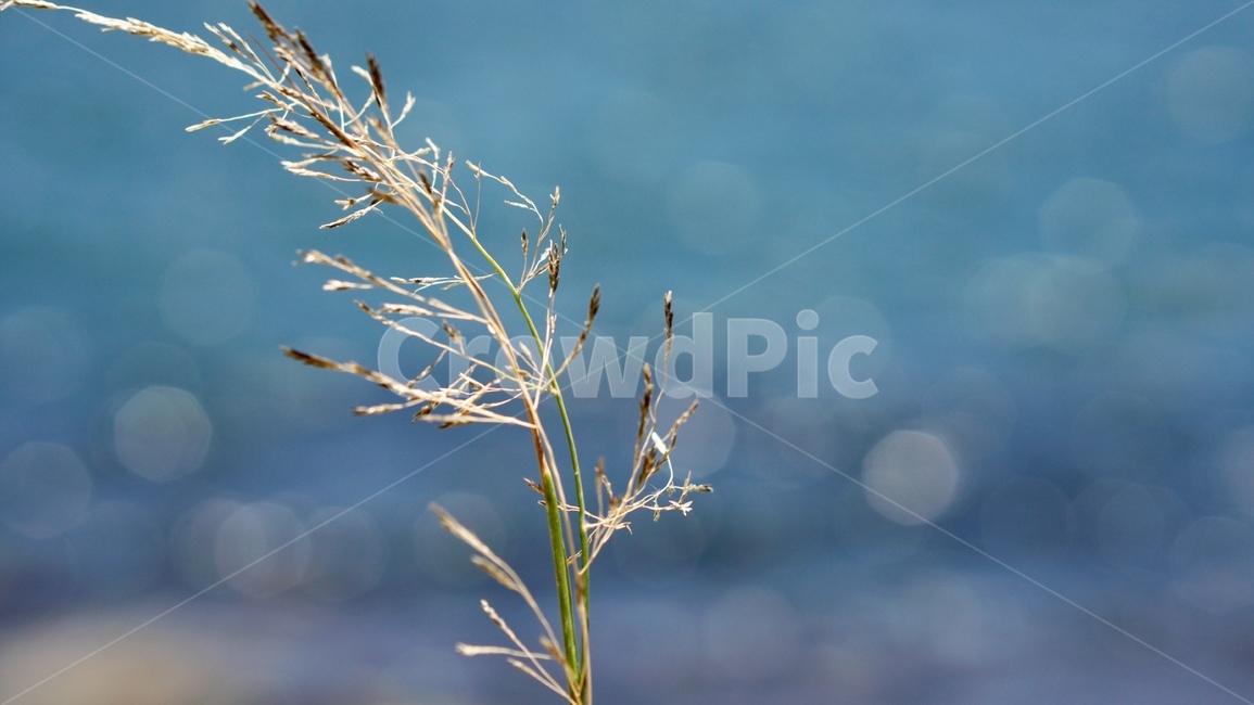 물,갈대,바람,낭만,감성사진,식물,자연,plants,nature