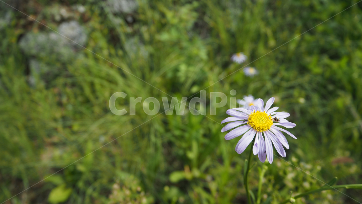 야생화,꽃,식물,wildflower,flower,plant,blossom,outdoor,야외,식물,자연,plants,nature,꽃,flower