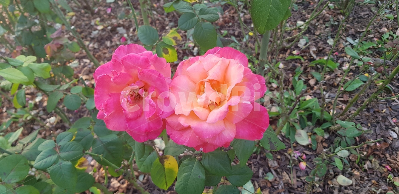rose,장미,꽃,floral,nature,bloom,flower,garden,정원,petal,꽃잎
