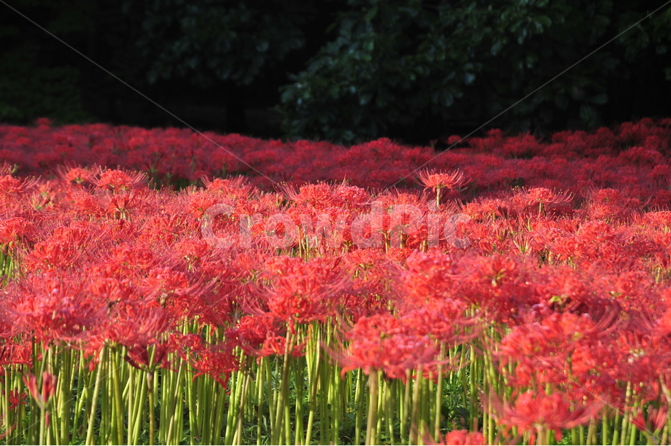 영광,불갑사,꽃무릇,상사화,가을,꽃무릇축제,식물,자연,plants,nature,꽃,flower