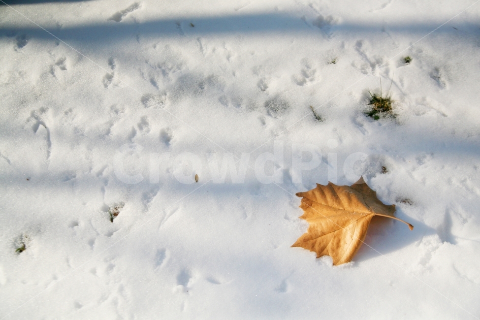 눈,눈밭,낙엽,흰색,분위기,식물,자연,plants,nature,겨울,계절,winter,season