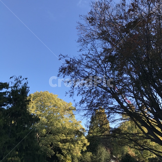 tree,나무,plant,식물,하늘,sky,배경사진,자연,풍경,nature,landscape,식물,plants,나무,trees,wood