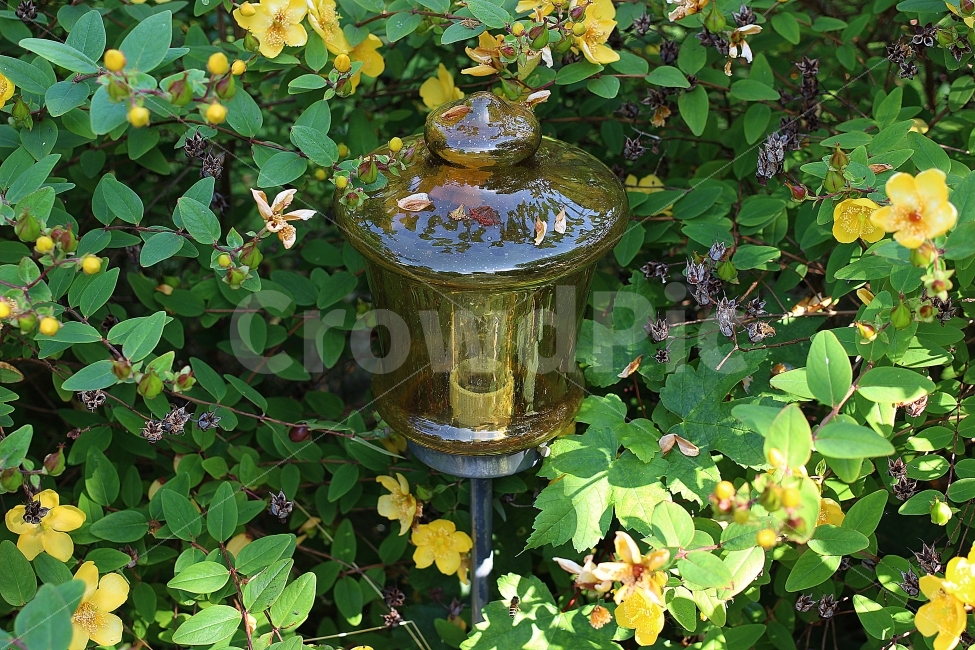 등,초,자연,숨다,꽃,등불,낮,식물,자연,plants,nature,꽃,flower