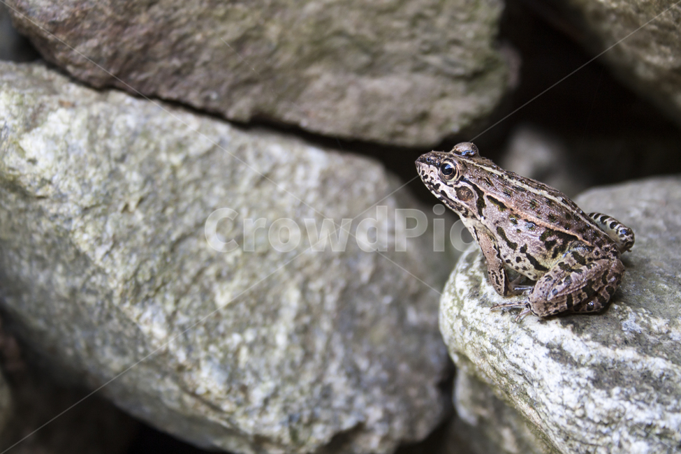 개구리,양서류,animal,동물,자연,파충류,양서류,reptile,amphibian