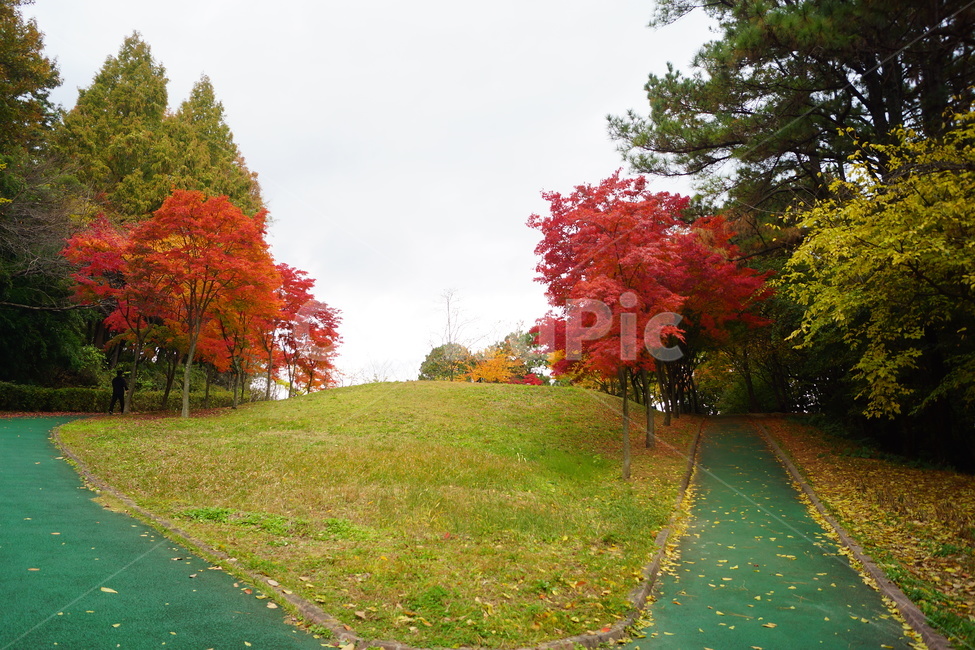 낙엽,단풍,maple,식물,나뭇잎,나무,가을,계절,fall,autumn,season,자연,풍경,nature,landscape,plant,leaf,잎,tree