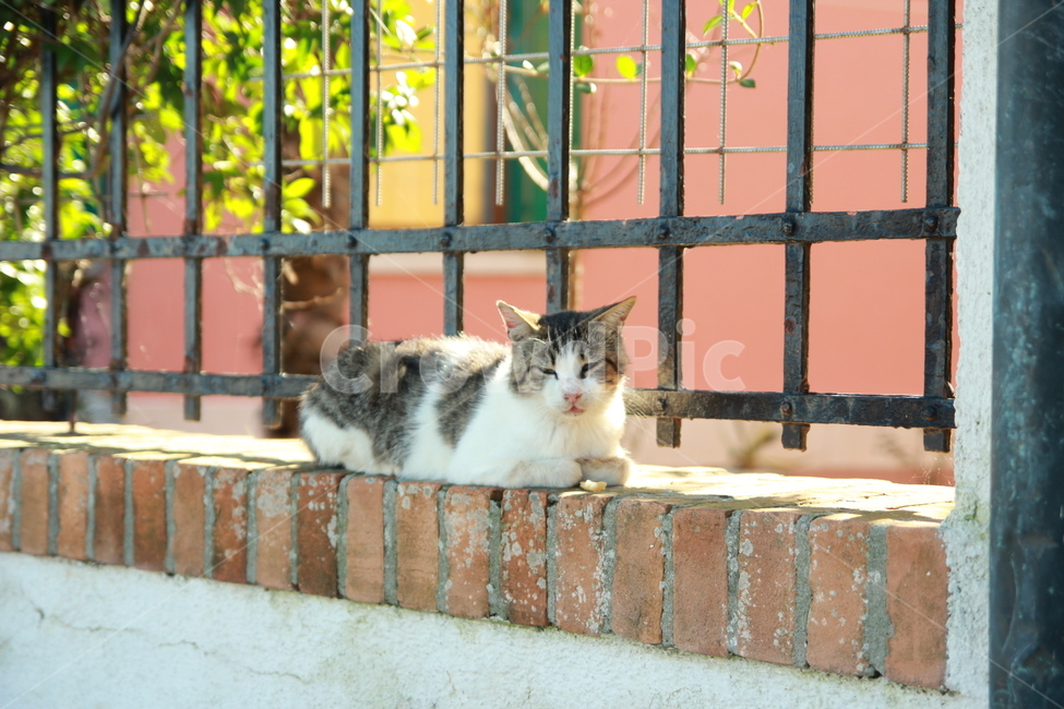 고양이,길고양이,동물,포유류,cat,동물,animal,포유류,mammal,고양이,cat,kitten,kitty