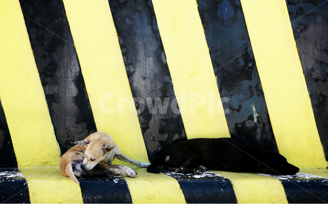 rest,colorful wall,yellow,black,black dog,yellow dog,puppy,stripe,doggy,dog