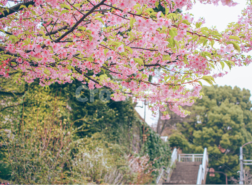 벚꽃,봄,꽃,분홍,색감,감성,나무,자연,봄꽃,초록,핑크,계절,색상,flower,cherryblossom,spring,풍경,봄,계절,spring,season,식물,자연,plants,nature,꽃,flower