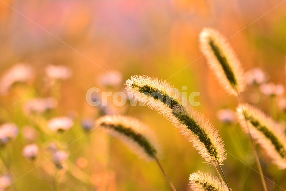 atmosphere,September,yellow,backlight,dreamy,fall image,At sunset,fall,autumn mood,season,Emotion,sensible,faint,soft,foxtail,feeling,brown,sunlight,wildflowers,emotion,Autumn sensibility,light,background,sunset,wild flowers,october,autumn,wild grass