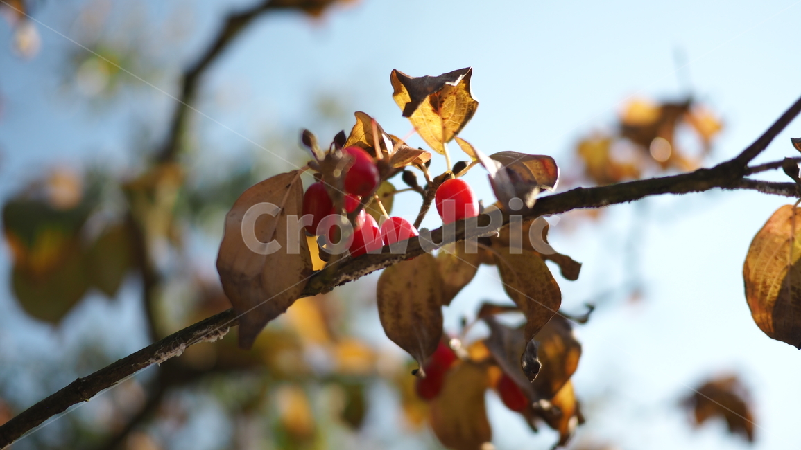 열매,나뭇잎,식물,fruit,leaf,plant,빨간색열매,redberries,식물,자연,plants,nature