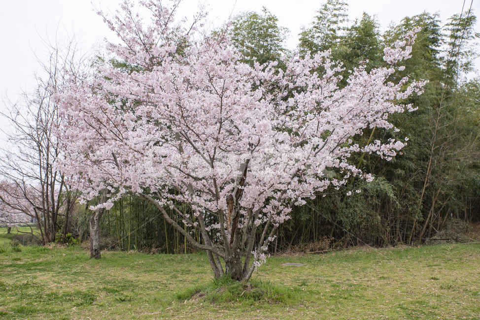 벚나무,벚꽃,봄,봄꽃,꽃나무,plant,flower,식물,꽃,blossom