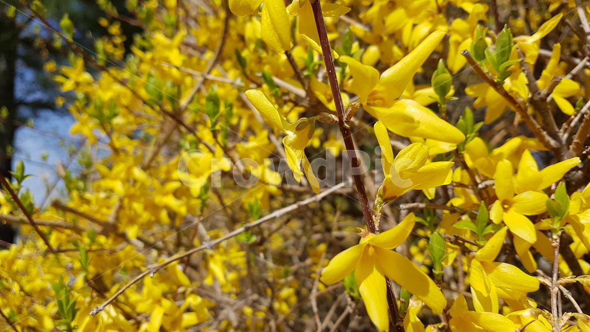 봄,개나리,꽃,꽃놀이,노란꽃,봄꽃,식물,자연,plants,nature,꽃,flower