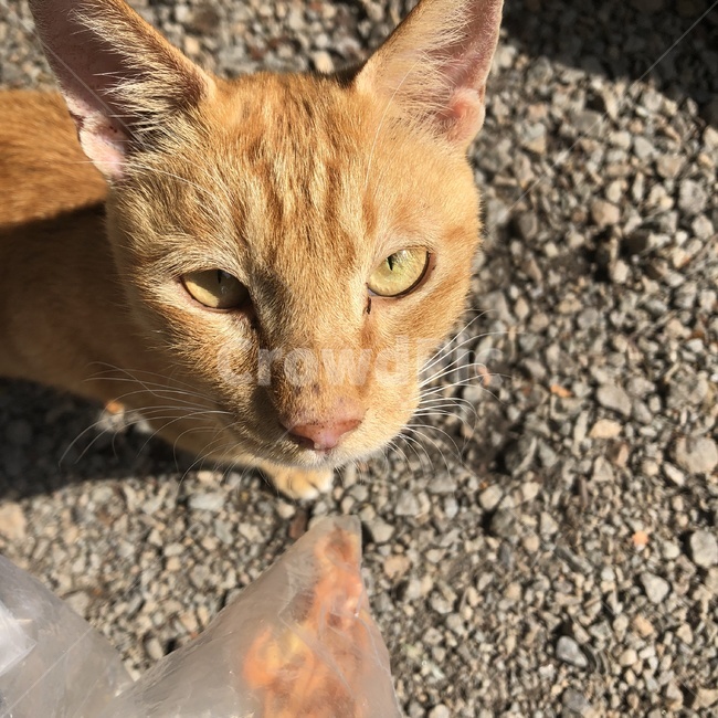 길고양이,노란고양이,고양이얼굴,줄무늬,cat,동물,animal,포유류,mammal,고양이,cat,kitten,kitty